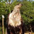 ÉCOPARC DU ROCHER DES AIGLES