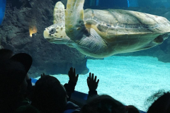 LANZAROTE AQUARIUM