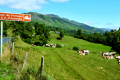 LA ROUTE DES FROMAGES AOP D'AUVERGNE