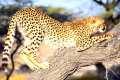 BWELANI TOURS & EVENTS