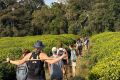 NYUNGWE NATIONAL PARK