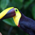 COSTA RICA EXPÉRIENCE