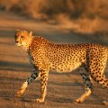 ETHNIC NATURE TOUR SAFARIS