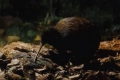 KIWI NORTH : MUSEUM, KIWI HOUSE AND HERITAGE PARK