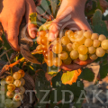 DOMAINE HATZIDAKI