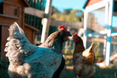 LA FERME DES ÉPIS