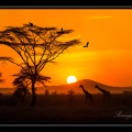 PARADIES SAFARIS