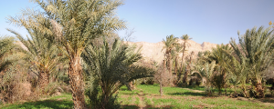 DAR DAÏF