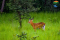 N'ZI RIVER LODGES