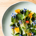 MONSTERA BISTRO