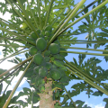 TUPUNA GARDEN