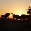 ENJANGA TOURS & SAFARIS