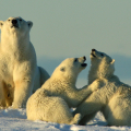 WILD ALASKA TRAVEL
