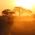 TANZANIA SPECIALIST