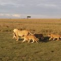 KIMGONI TANZANIA SAFARIS