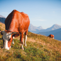 COOPÉRATIVE FRUITIÈRE EN VAL D'ARLY SAVOIE MONT-BLANC