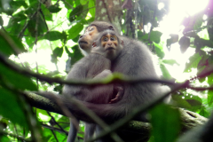 ECOTOURISME TAÏ