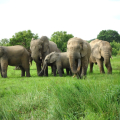 ASHANTI AFRICAN TOURS