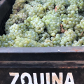 DOMAINE DE LA ZOUINA