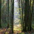 PARC NATIONAL DE FORÊTS