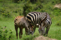 NKURUBA COMMUNITY TOURS