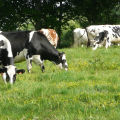 CHAMBRE RÉGIONALE D'AGRICULTURE DE NORMANDIE