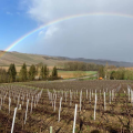 DOMAINE OLIVIER BOUSSARD