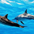 NGAYA TOURS & SAFARIS