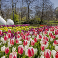 VISITE DE KEUKENHOF PAR TOURS & TICKETS