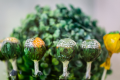 GREEN-PLANET