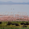 ENCLOSE AFRICA SAFARIS