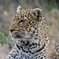BESTDAY SAFARIS
