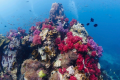 MANTA DIVE PHUKET