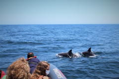 SALEMA TOURS