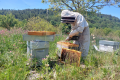 LES RUCHERS DE TREVARESSE