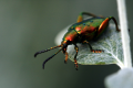 INSECTARIUM DE MONTRÉAL