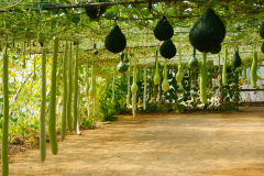 LE POTAGER EXTRAORDINAIRE