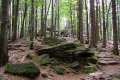 PARC NATIONAL DE LA FORÊT BAVAROISE