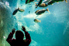AQUARIUM MARIN DE TRÉGASTEL