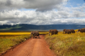 EXOTIC TOURS & SAFARIS