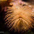 MARINARIUM