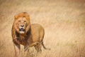 KILICLIMB AFRICA SAFARIS