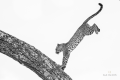 K&K SAFARIS