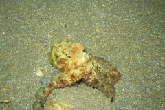 EVELIN DIVE CENTER (GEORGIOUPOLIS BASE)