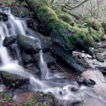 LA FORÊT DE BROCÉLIANDE