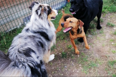 LE MONDE DES ZOU'PETS