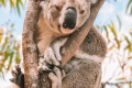 STRADBROKE ISLAND TOURS
