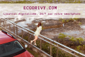 ECODRIVY