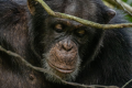 TAI FOREST LODGES