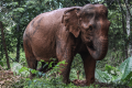 PHUKET ELEPHANT NATURE RESERVE